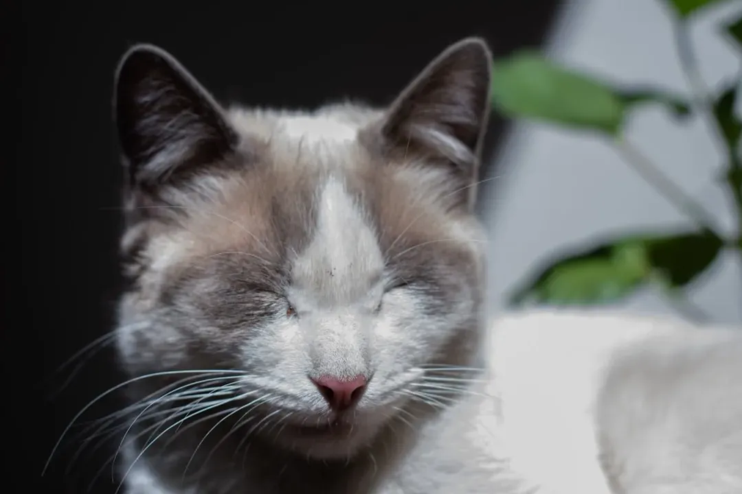 Cats Use Slow Blinking with Each Other Too (Image Credits: Unsplash)