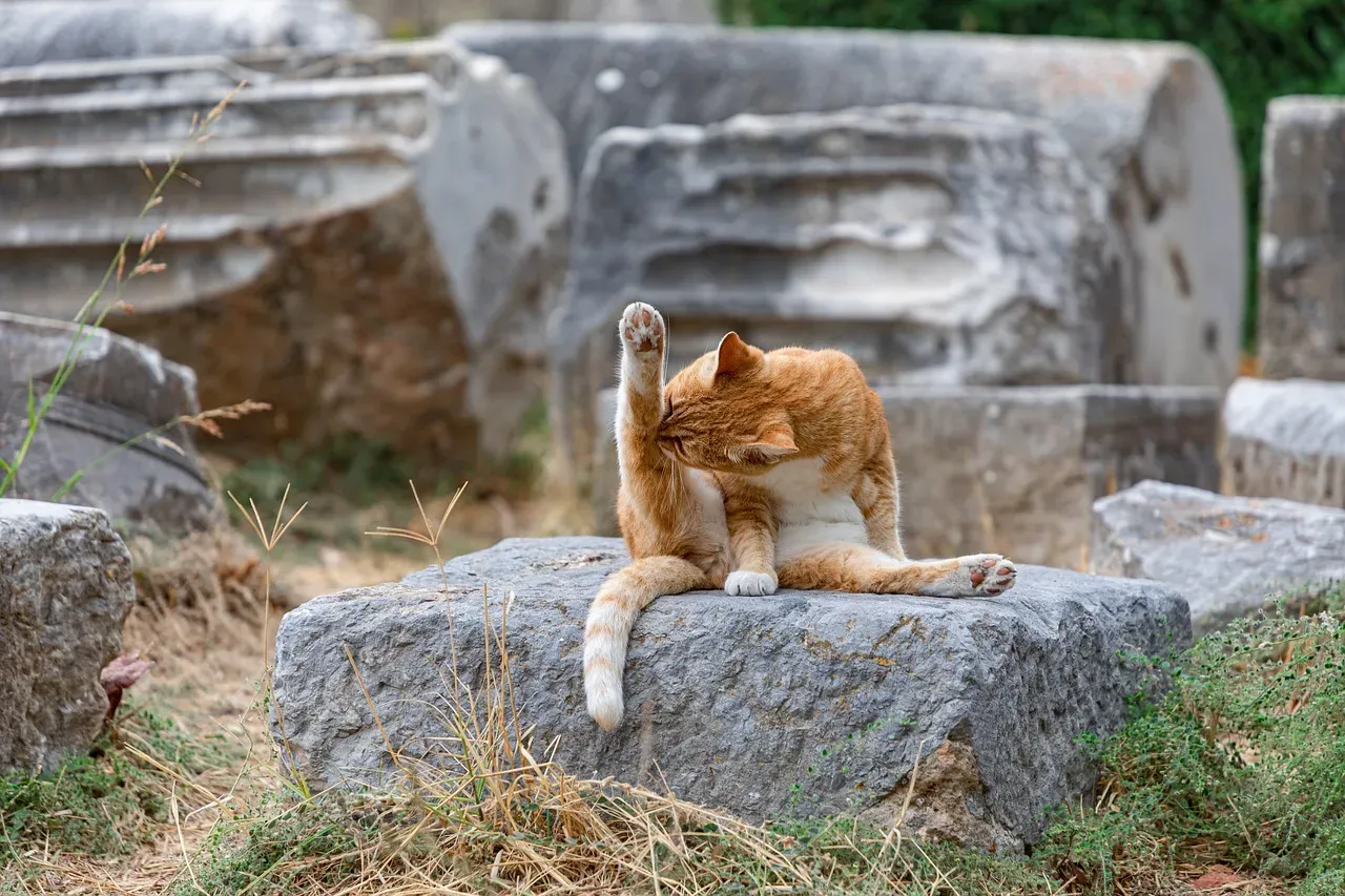 #3 - The Quiet, Almost Guilty Grooming Session (Image Credits: Pixabay)