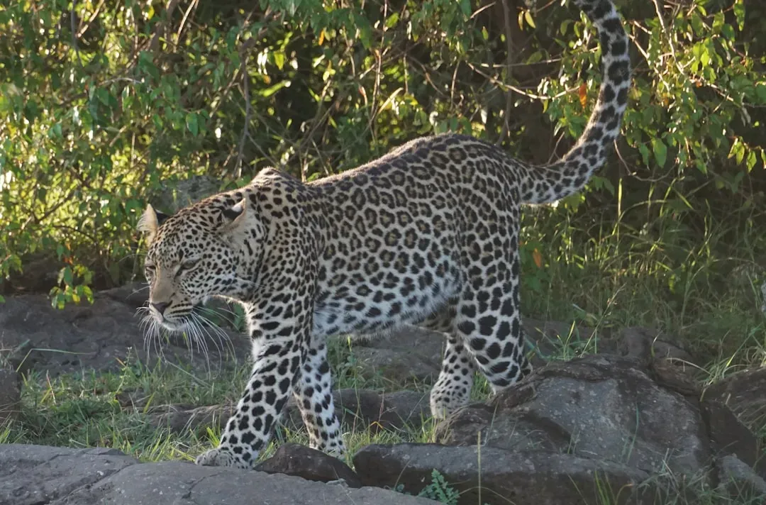 All Confirmed Individuals In Turkey Are Male (Image Credits: Unsplash)