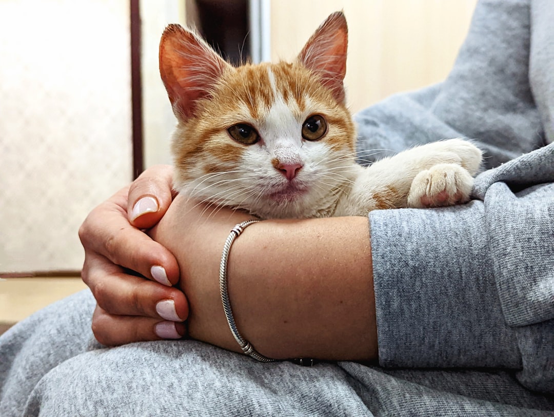 Conclusion: Your Feline Emotional Guardian (Image Credits: Unsplash)