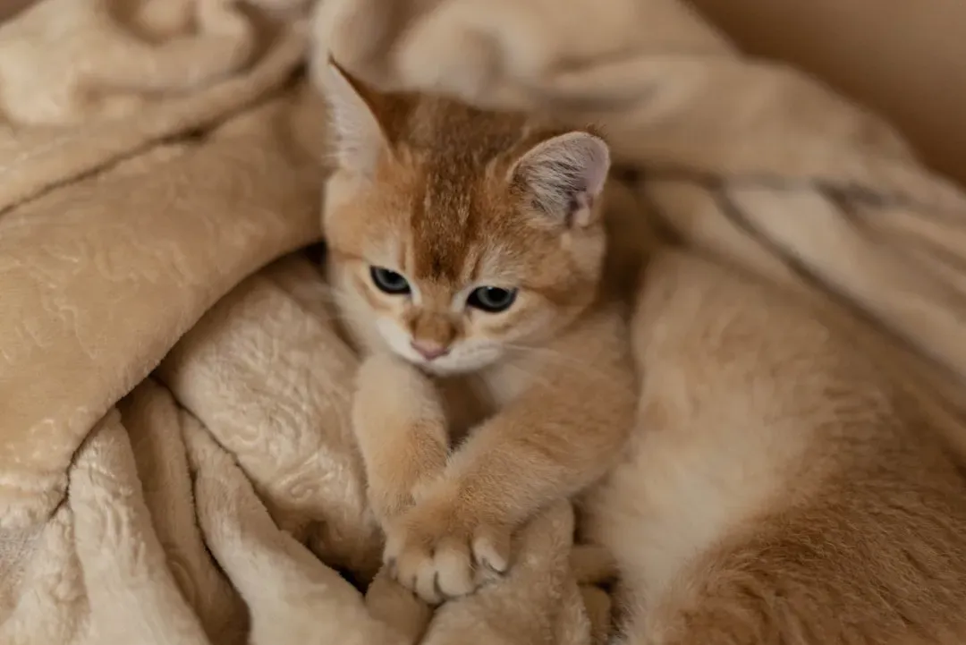 When Kneading Comes with Blanket Sucking (Image Credits: Unsplash)