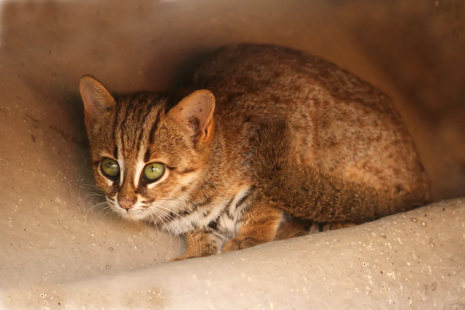 Rusty‑Spotted Cat – The Pocket‑Sized Powerhouse (By Davidvraju, CC BY-SA 4.0)