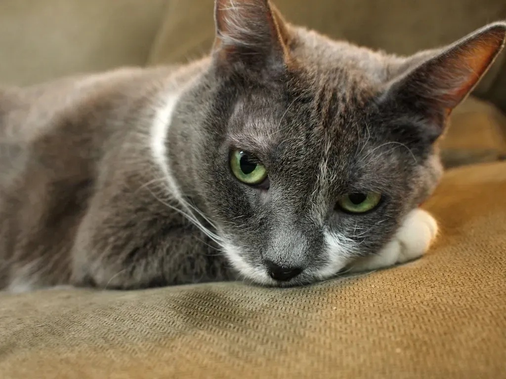 When Cats Can't Groom: Health Red Flags (Image Credits: Flickr)