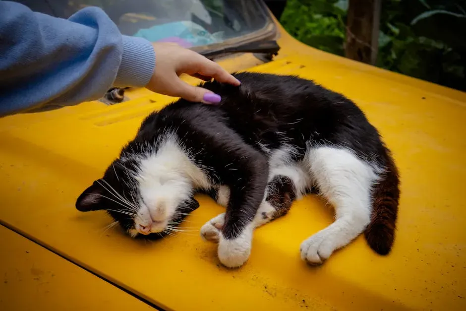 Interrupting Their Rest to Force Interaction (Image Credits: Pexels)