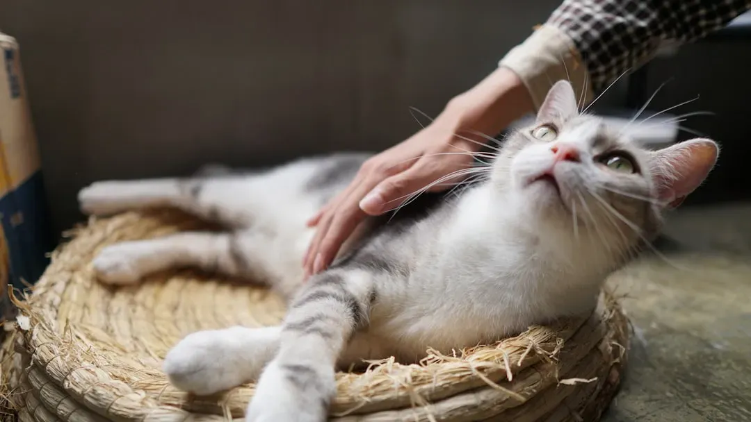 Your Cat's Purr Operates at a Genuinely Therapeutic Frequency (Image Credits: Unsplash)
