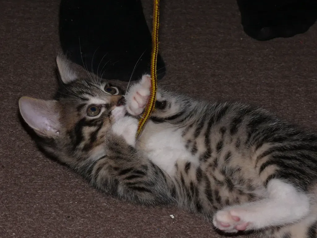 The Simple String Lovers Might Be Onto Something (Image Credits: Flickr)