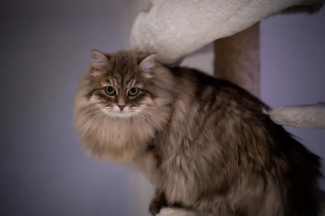 Siberian Cats: Forest Dwellers in Suburban Homes (Image Credits: Unsplash)