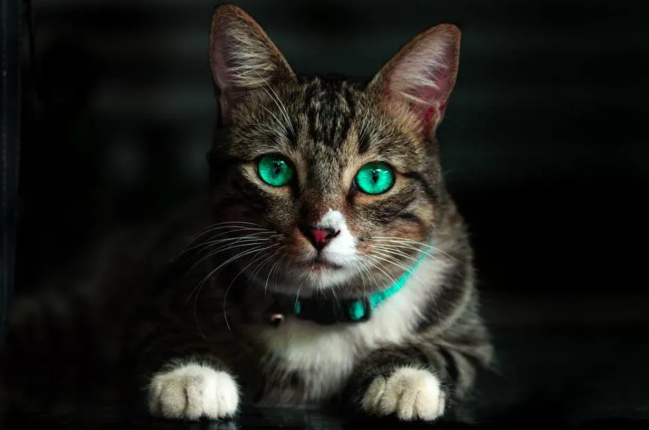 The Science Behind Why Cats Evolved to Gaze at You (Image Credits: Pexels)