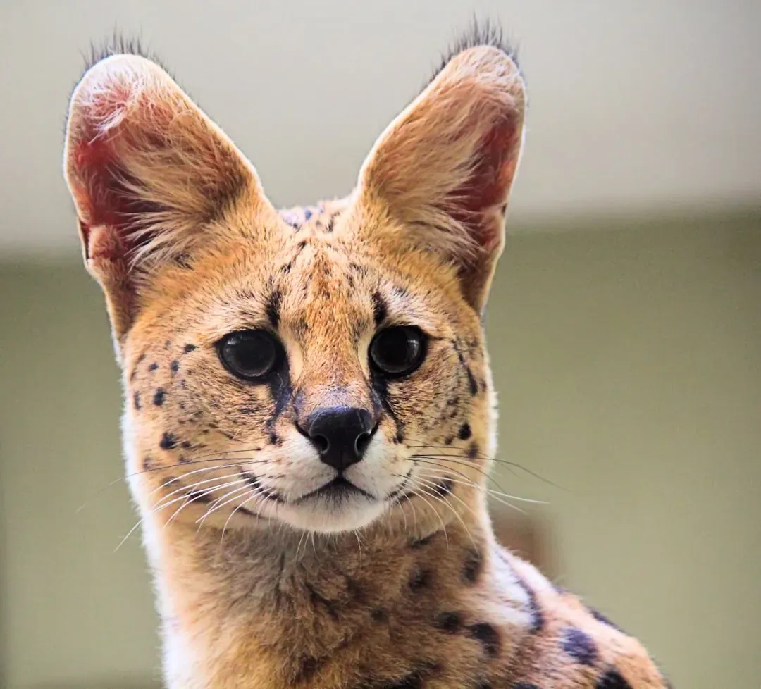 Aquarius: The Unique Serval's Independent Vision (Image Credits: Unsplash)
