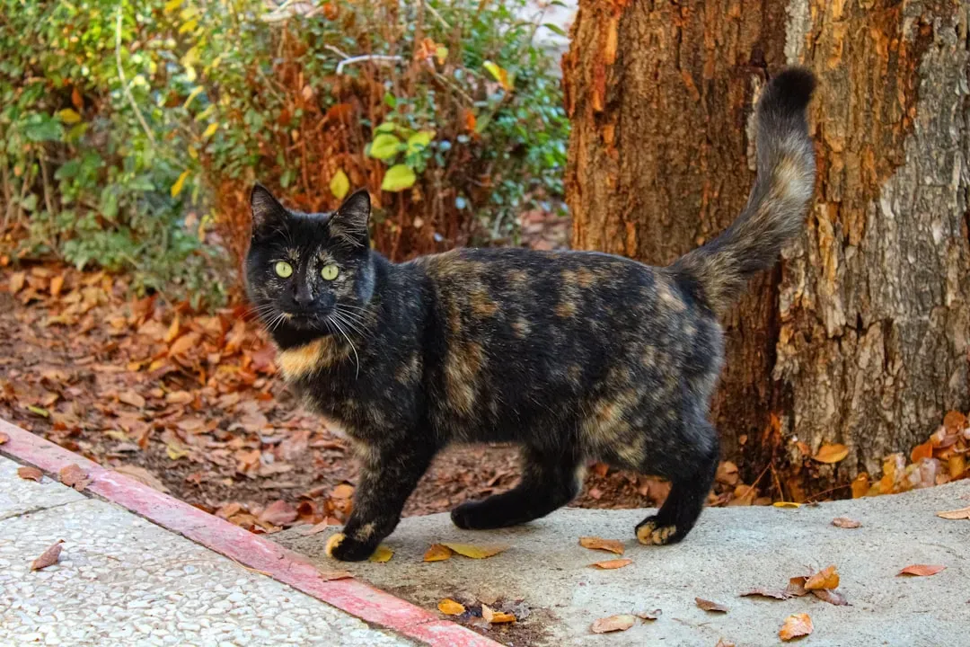 Myth 3: Cats Always Land on Their Feet (Image Credits: Unsplash)