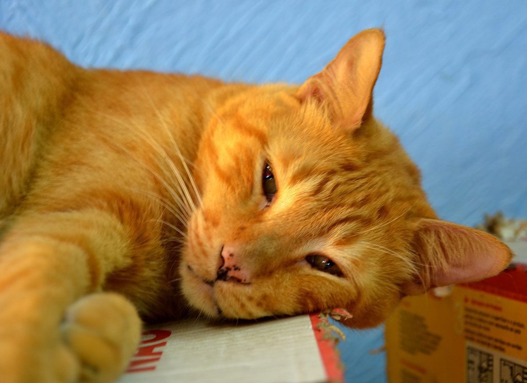 Watch for the Trill and Chirp (Image Credits: Flickr)