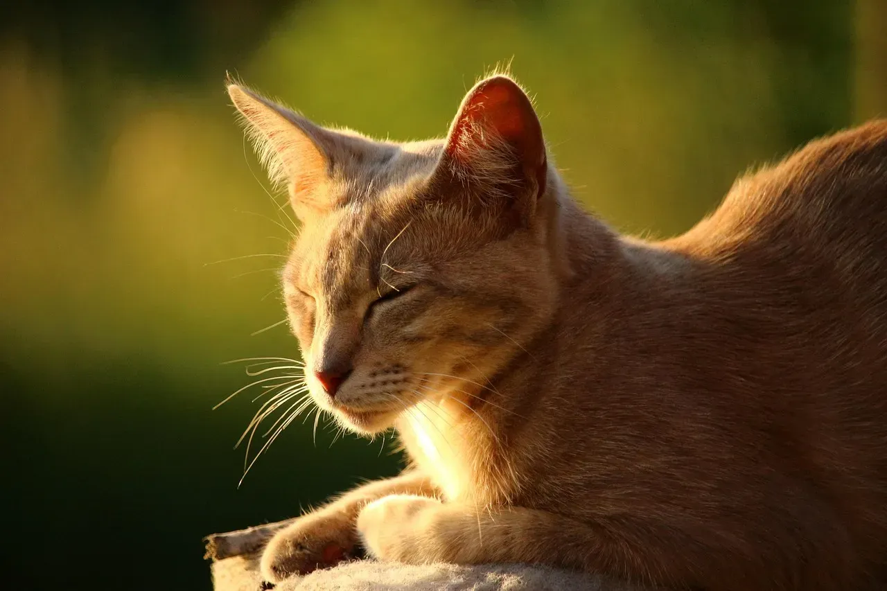 5. Sunlight Gives Your Cat a Natural Mood Boost (Image Credits: Pixabay)