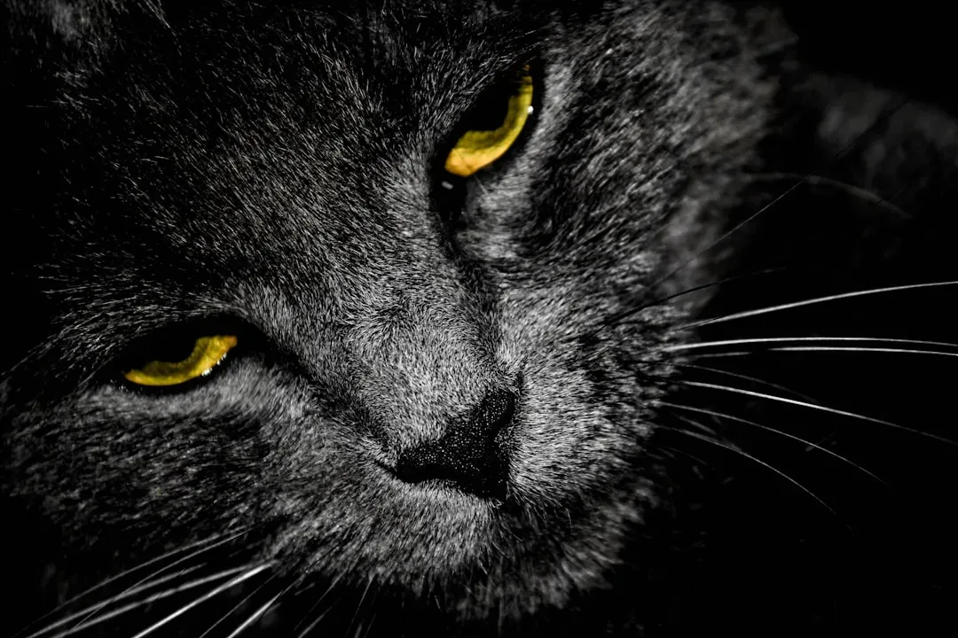 Whiskers That Feel What Eyes Cannot See (Image Credits: Unsplash)