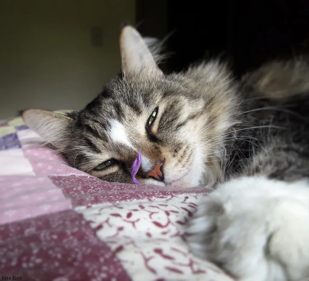 Some Breeds Actually Love Water (Image Credits: Flickr)