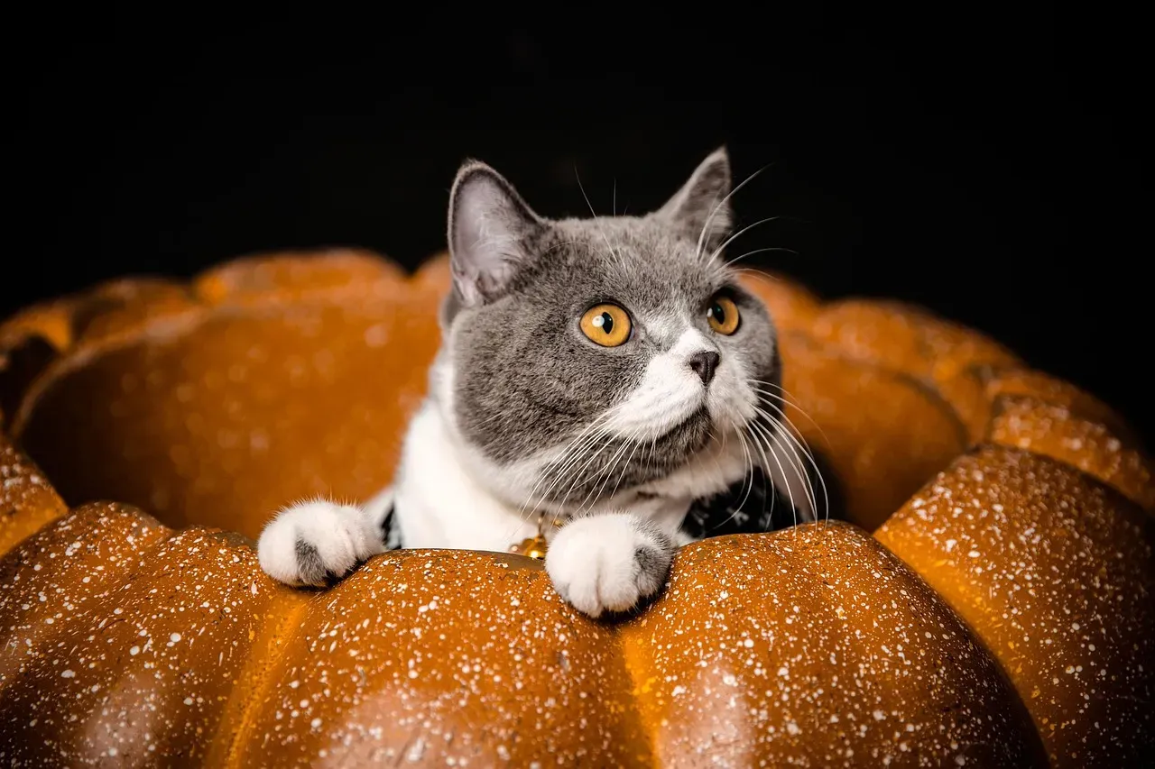 Can Pumpkin Help With Hairballs? (Image Credits: Pixabay)