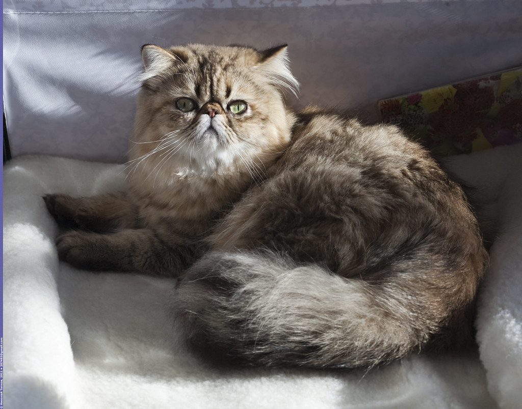 Persian (Image Credits: Flickr)