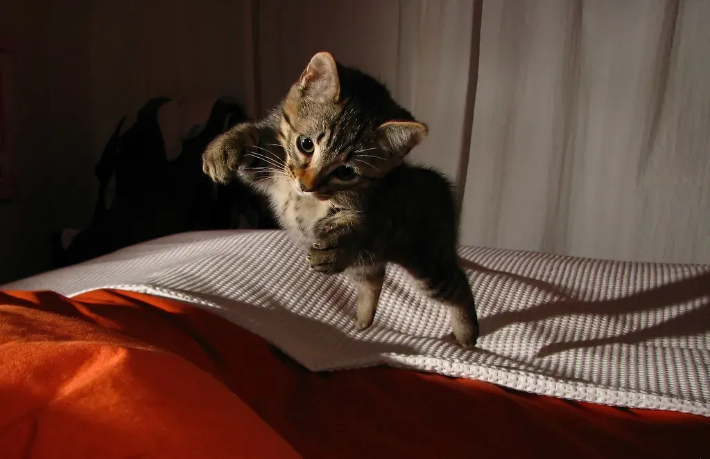 Conclusion: Embracing the Wild Side of Your Domestic Cat (Image Credits: Flickr)