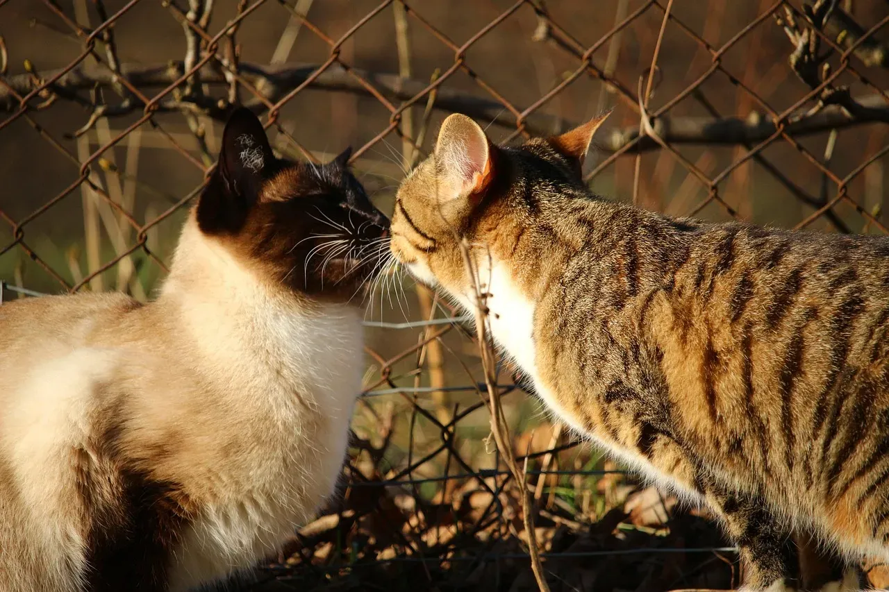 The Slow Blink: A Feline Kiss (Image Credits: Pixabay)