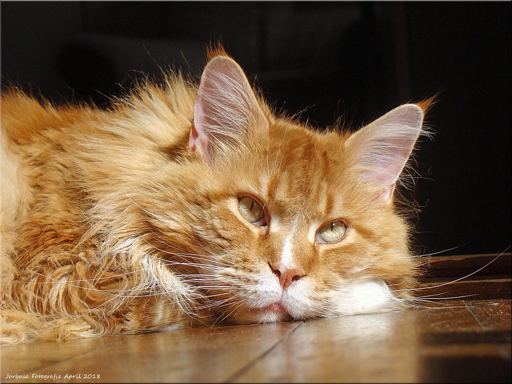 Fire Signs: The Bold and Passionate Felines (Image Credits: Flickr)