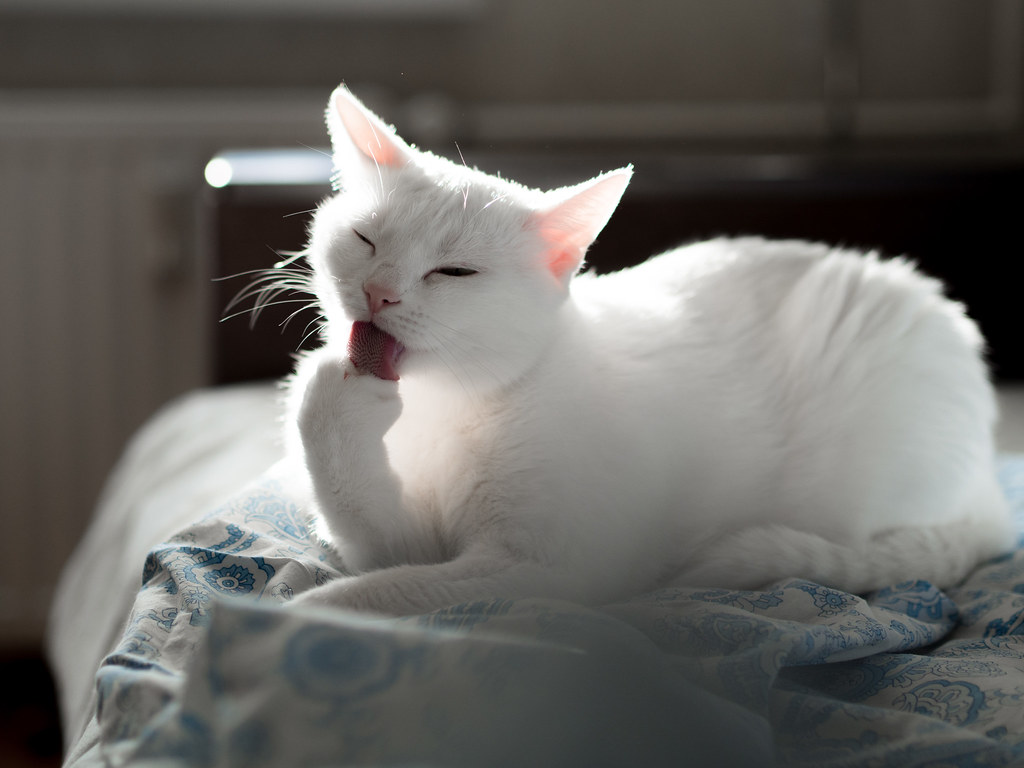 Excessive Grooming Leading to Bald Patches (Image Credits: Flickr)