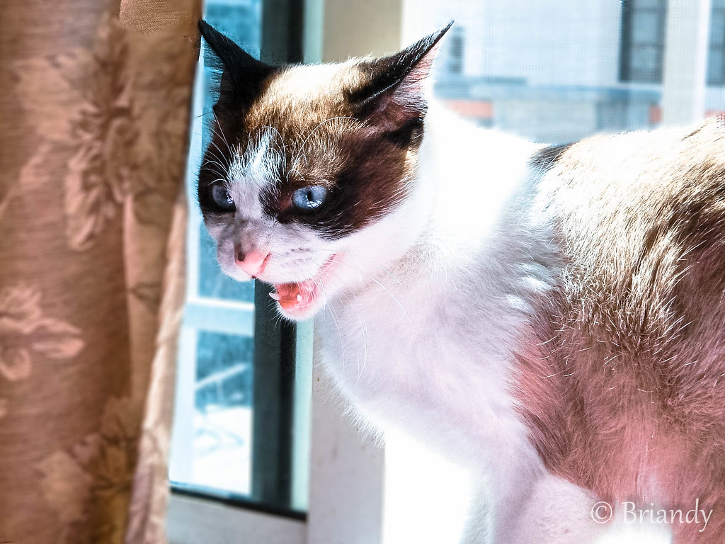 The Destructive Side of Feline Frustration (Image Credits: Flickr)