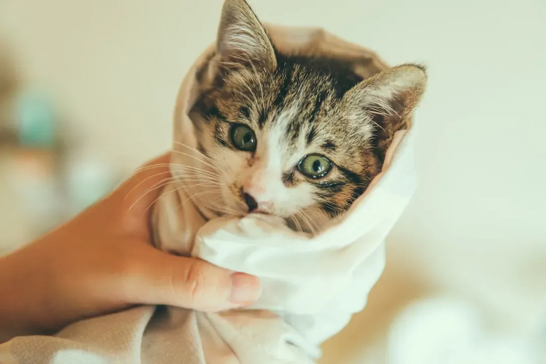 Mastering the Art of Dry Shampoo (Image Credits: Unsplash)