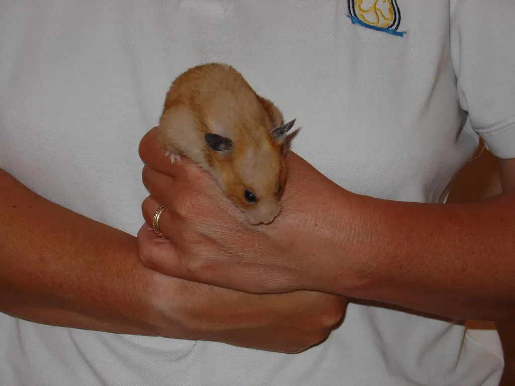 Handle Them Gently and Respect Their Boundaries (Image Credits: Flickr)