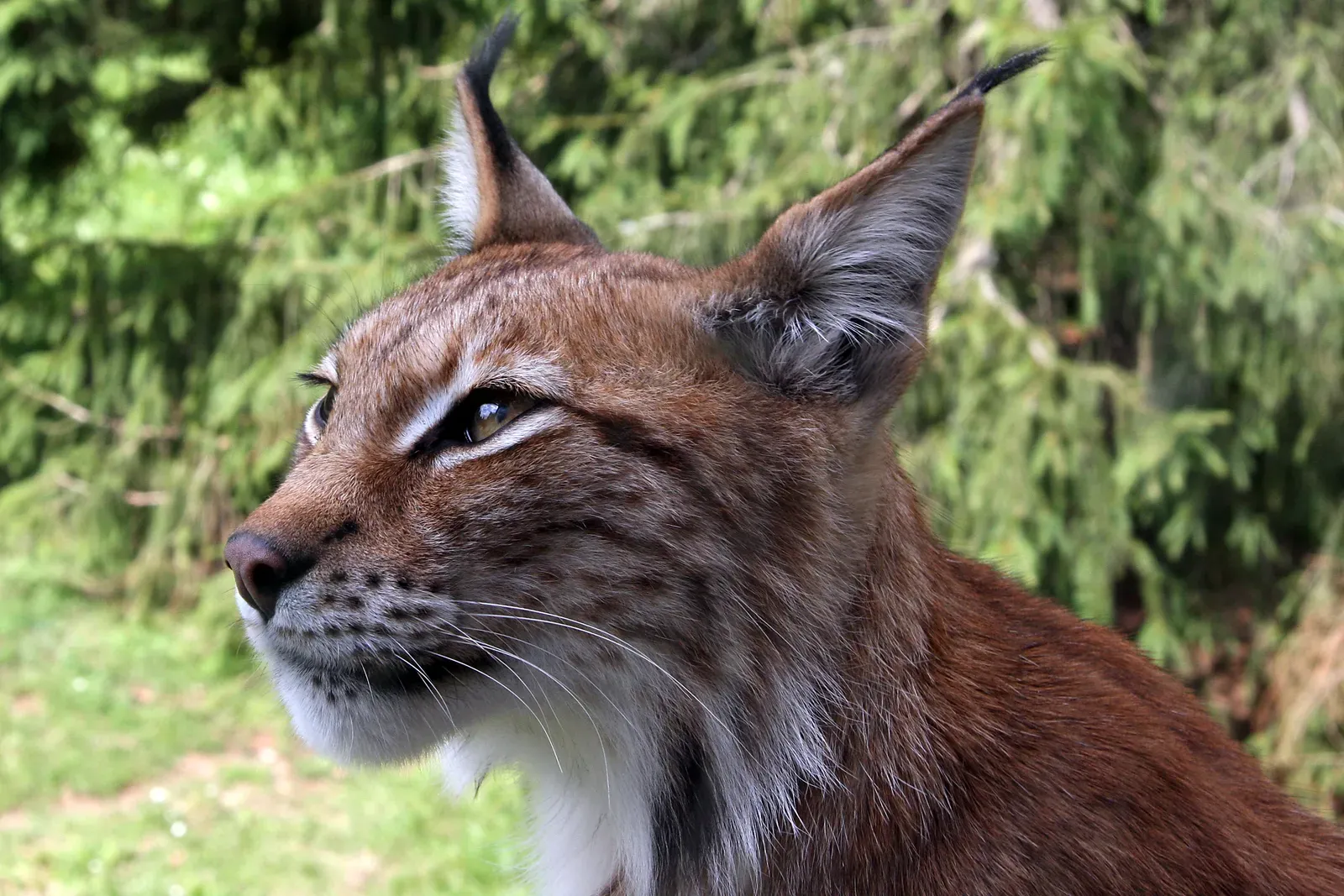 The Balkan Ghost: Europe's Rarest Cat (Image Credits: Wikimedia)