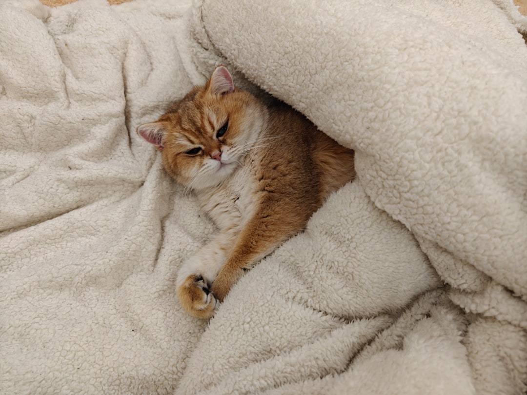 Temperature Regulation and Warmth (Image Credits: Unsplash)