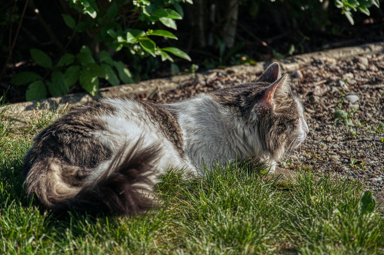 Muscle Readiness and Performance: Staying Battle-Ready (Image Credits: Pixabay)