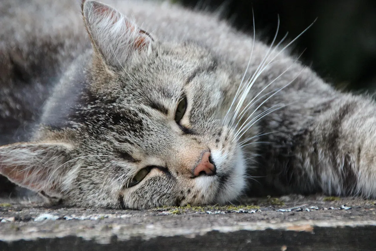 Eyes Half Open Mean They're On Light Guard Duty (Image Credits: Pixabay)