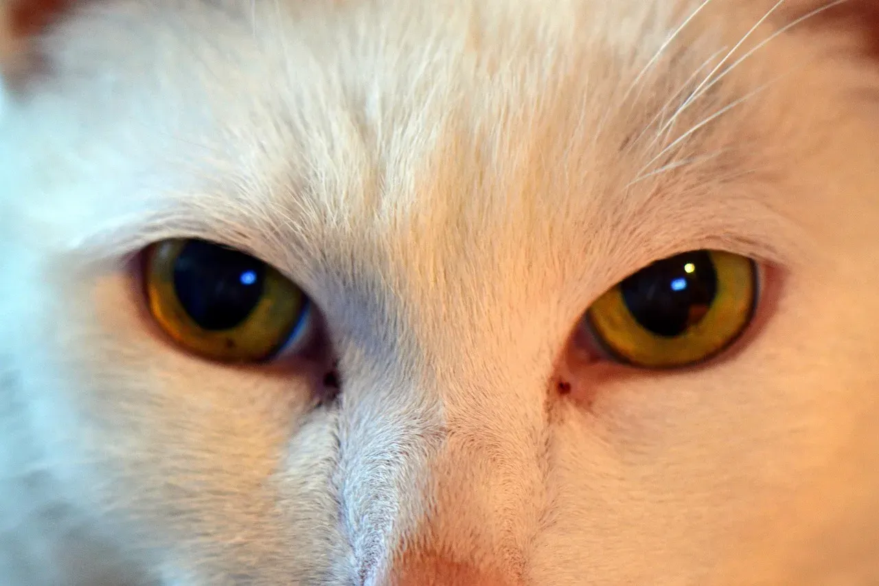 What Pupil Size Tells You About Your Cat's Mood (Image Credits: Pixabay)