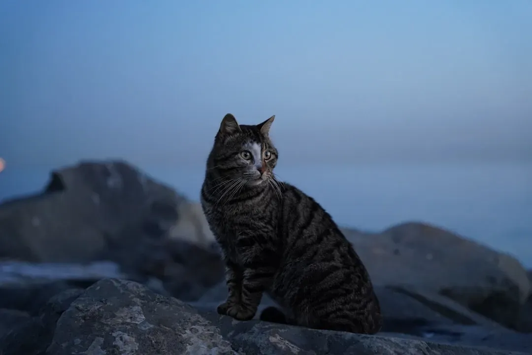 Their Internal Clock Is Set To Hunt Mode (Image Credits: Unsplash)