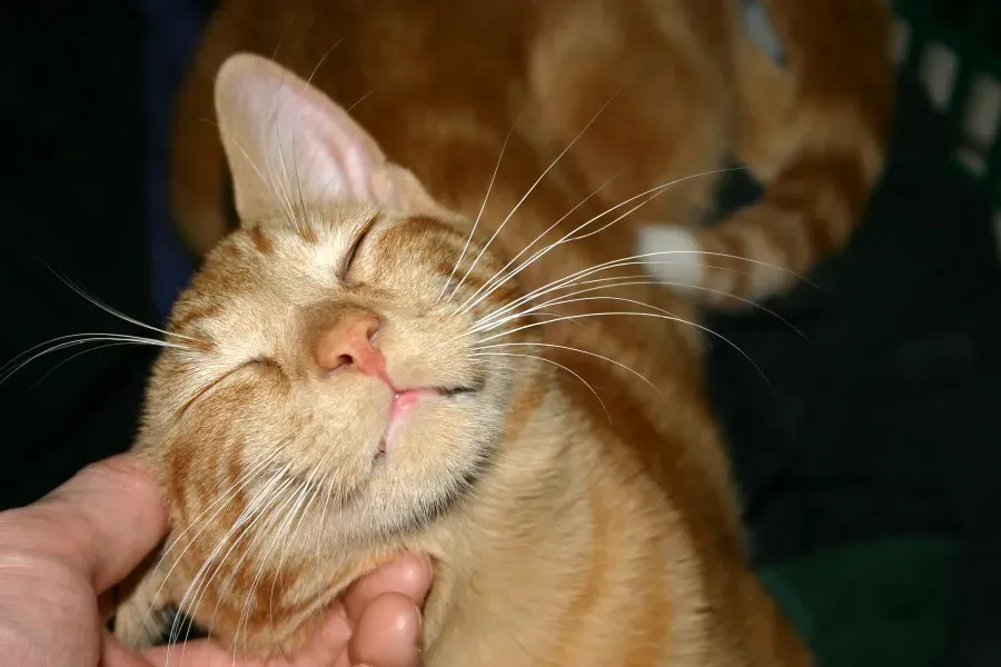 #2 - Their Purr Switches From Demanding To Just... Content (Martin Cathrae, Flickr, CC BY-SA 2.0)