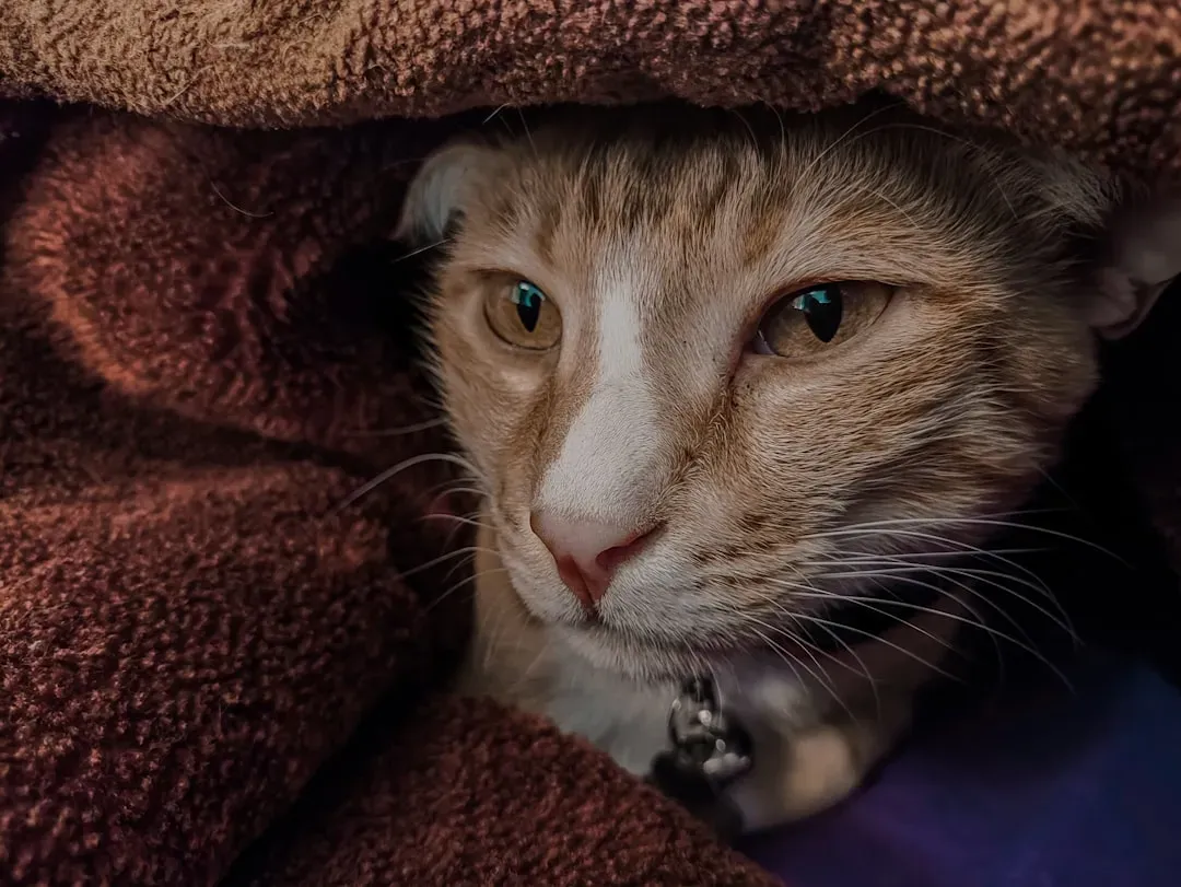 11. Hiding Illness and Pain: The Survival Poker Face (Image Credits: Unsplash)