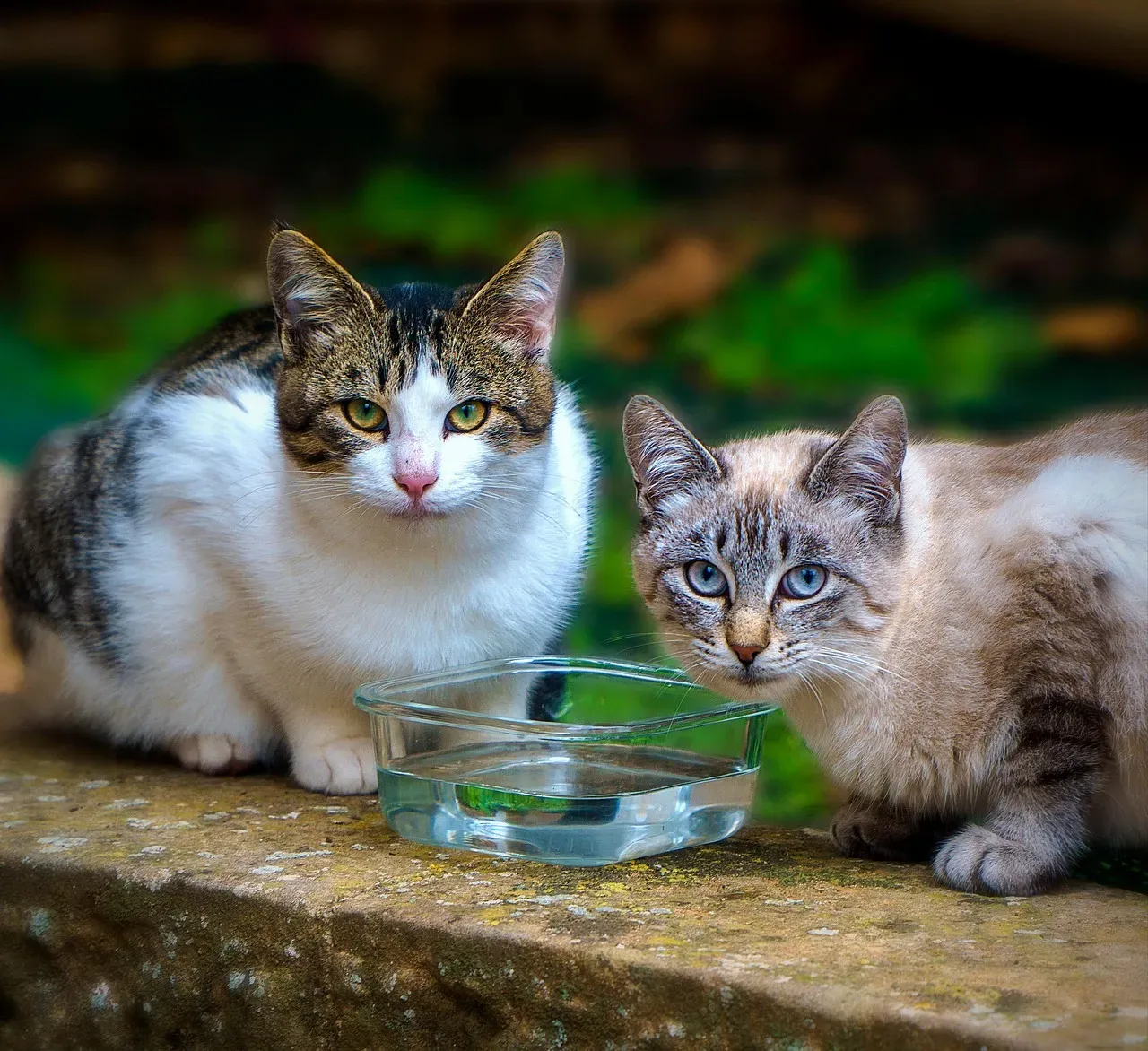 Making the Right Choice for Your Individual Cat (Image Credits: Pixabay)
