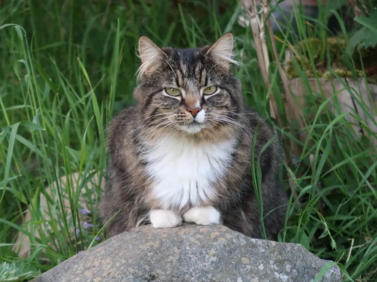 7. Norwegian Forest Cat: The Majestic Independent (Image Credits: Pixabay)