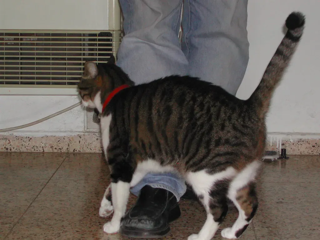 Rubbing Against Your Legs (Image Credits: Flickr)