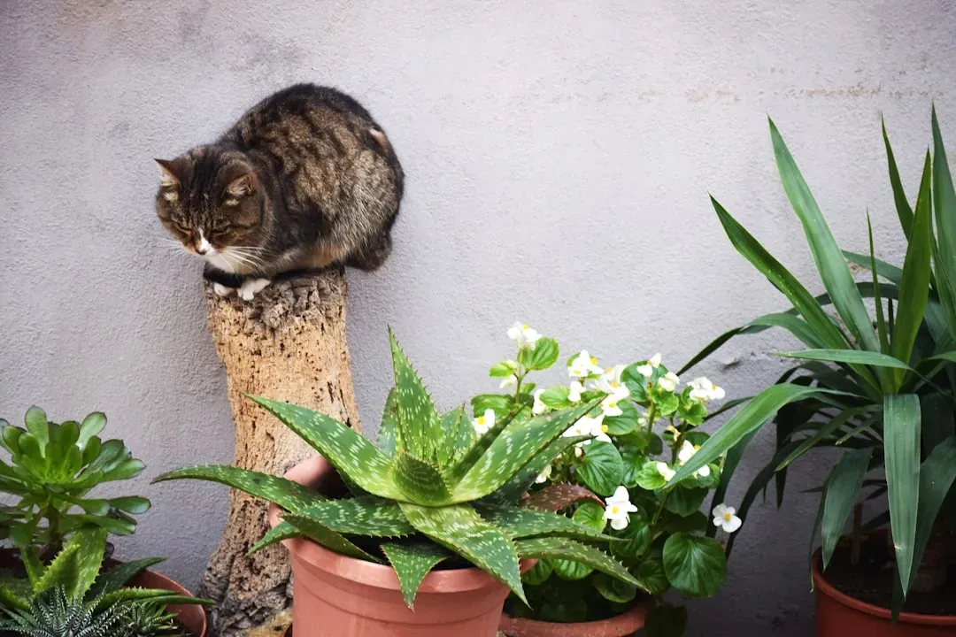 3. Build Designated Cat Zones Away From Precious Plants (Image Credits: Unsplash)