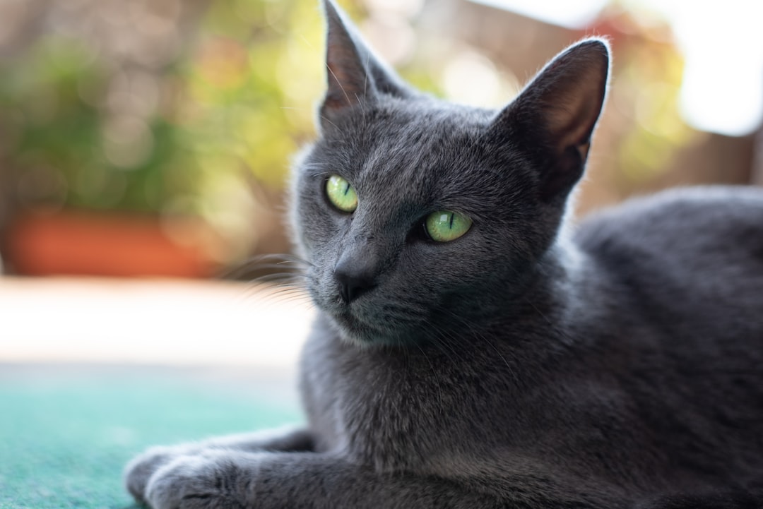 Russian Blue: The Thoughtful Observer (Image Credits: Unsplash)