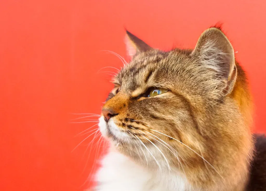 Conclusion (Image Credits: Flickr)