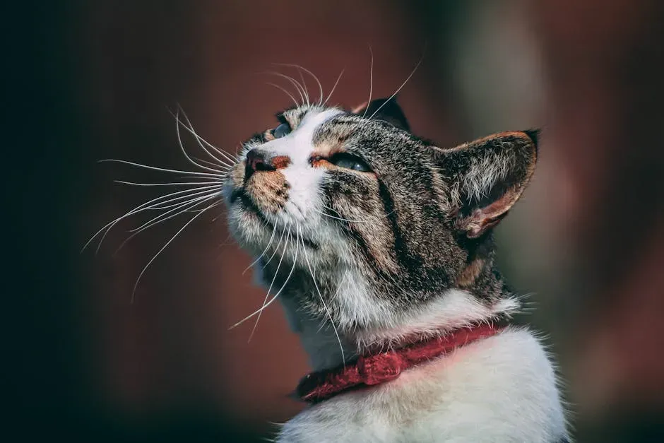 The Mechanics: How Your Cat Actually Makes That Sound (Image Credits: Pexels)