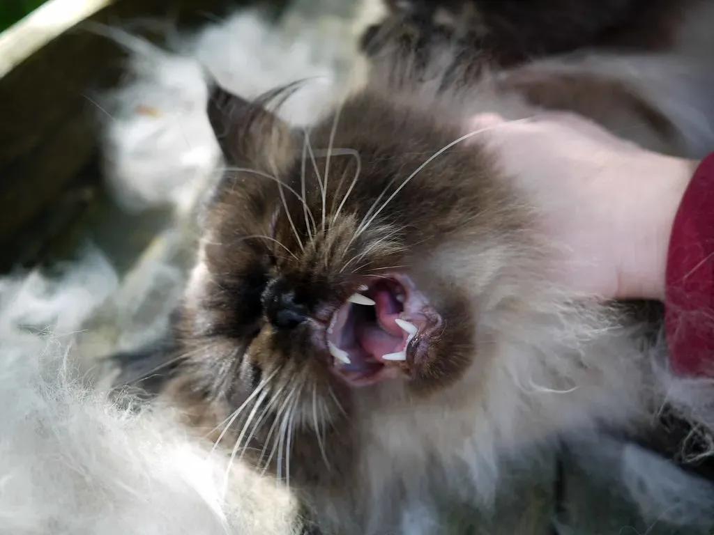 Himalayan Cats: Persian Problems with Extra Steps (Image Credits: Flickr)