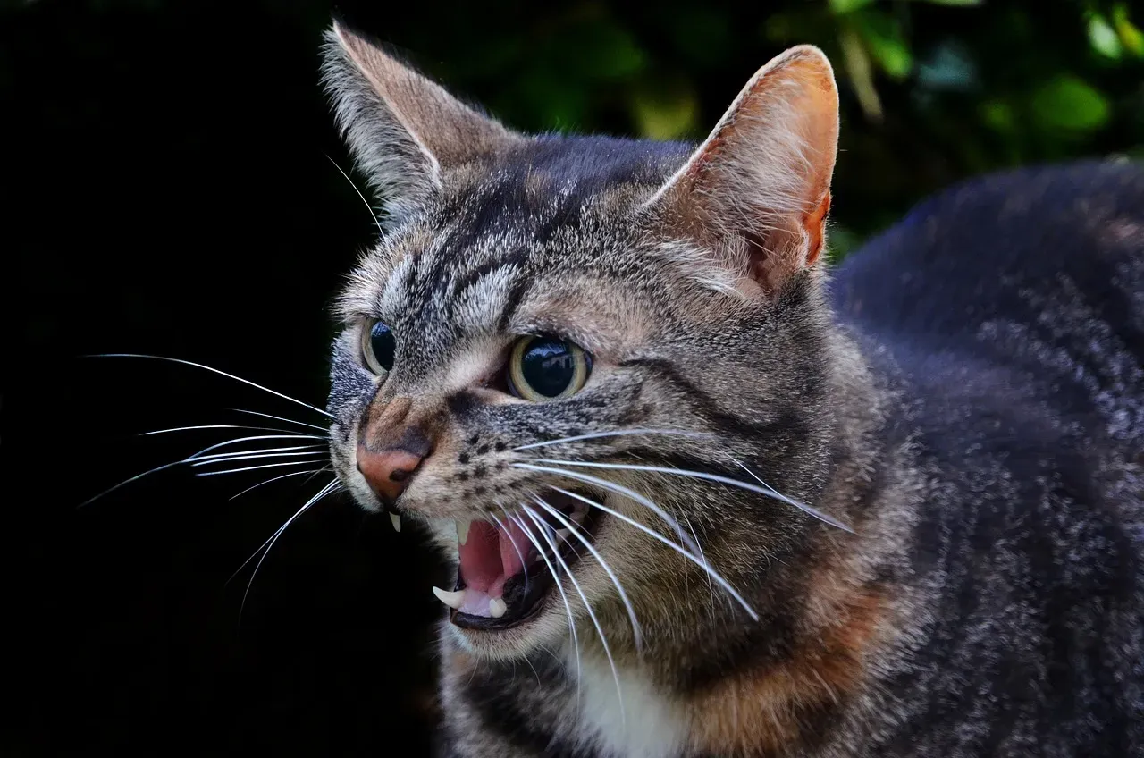 Why You Should Never Punish a Hissing Cat (Image Credits: Pixabay)
