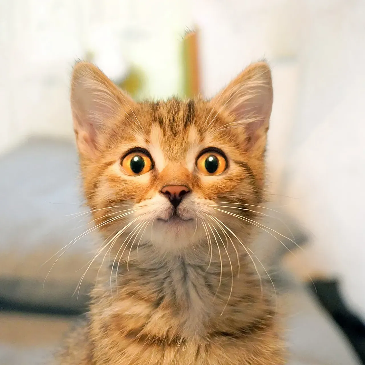 #7 - Excitement and Agitation: The Energy That Pulls Your Cat Closer (Image Credits: Pixabay)