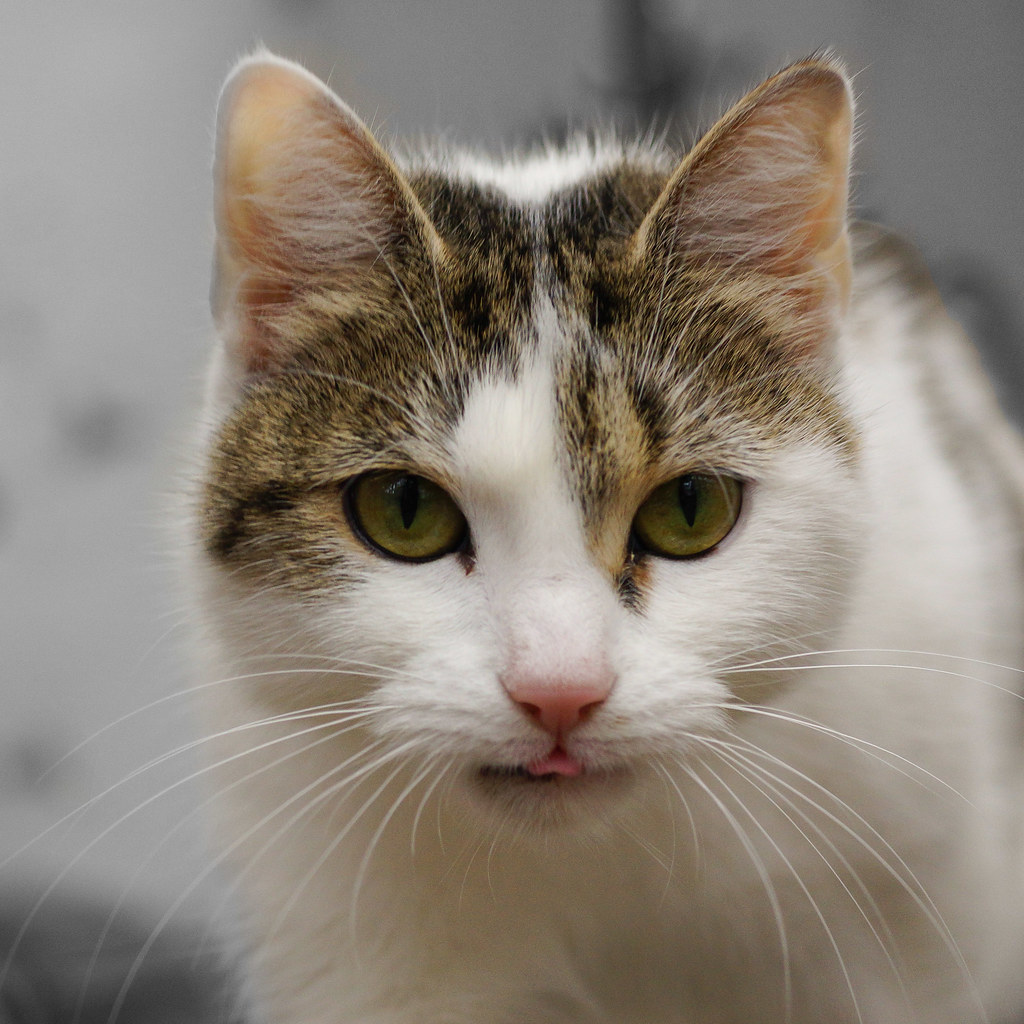 The Silent Meow: Your Cat's Most Intimate Gesture (Image Credits: Flickr)