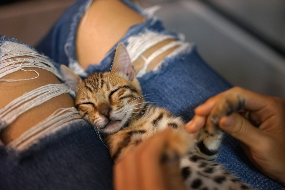 Choosing Your Lap as Their Favorite Nap Spot (Image Credits: Unsplash)