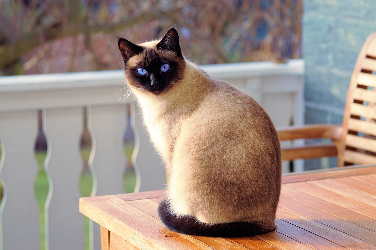 Siamese Cats: The Vocal Perfectionist With Specific Demands (Image Credits: Pixabay)