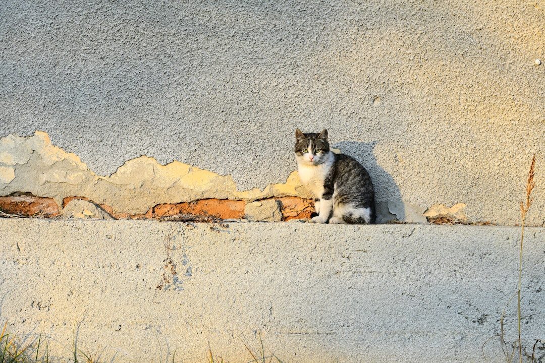 Excessive Vocalization When You're Away (Image Credits: Unsplash)