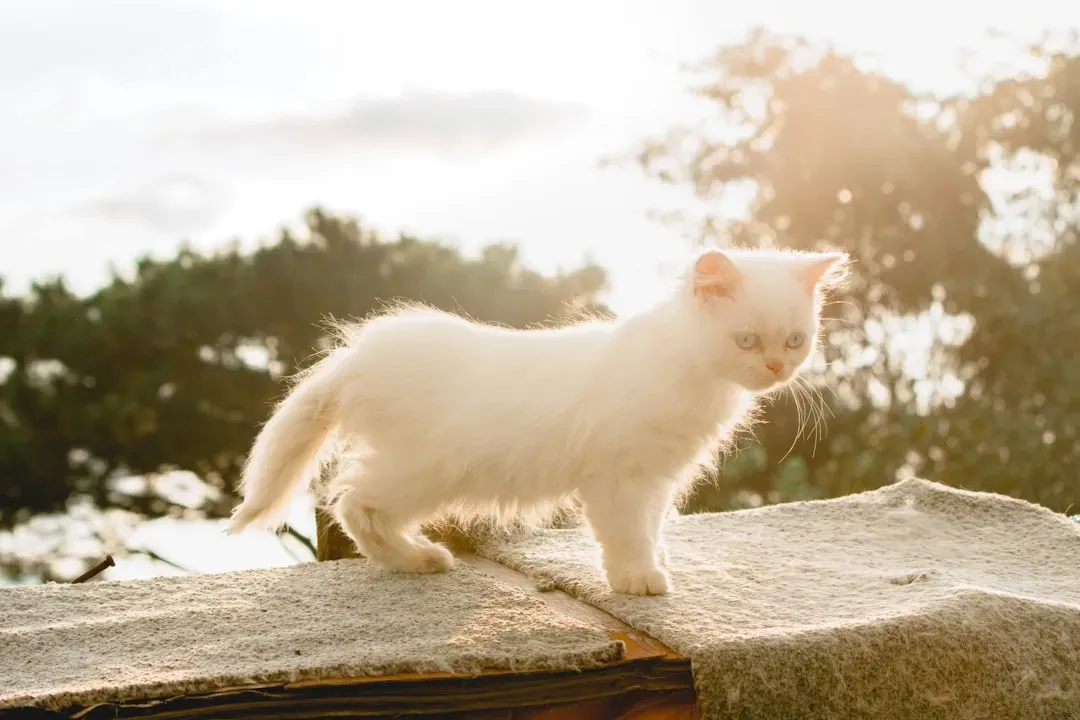 Your Cat Is Wired to Be a Morning Creature (Image Credits: Unsplash)
